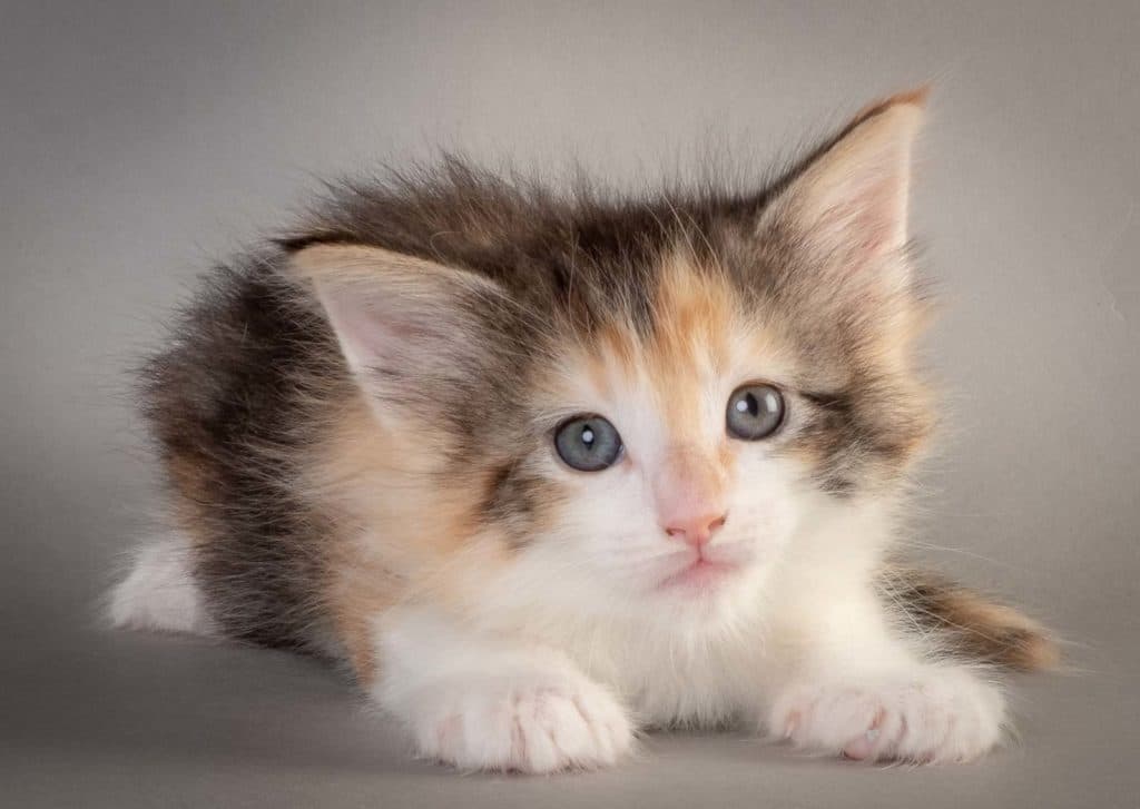 (N)Migoto's Else, NFO f 03 ??