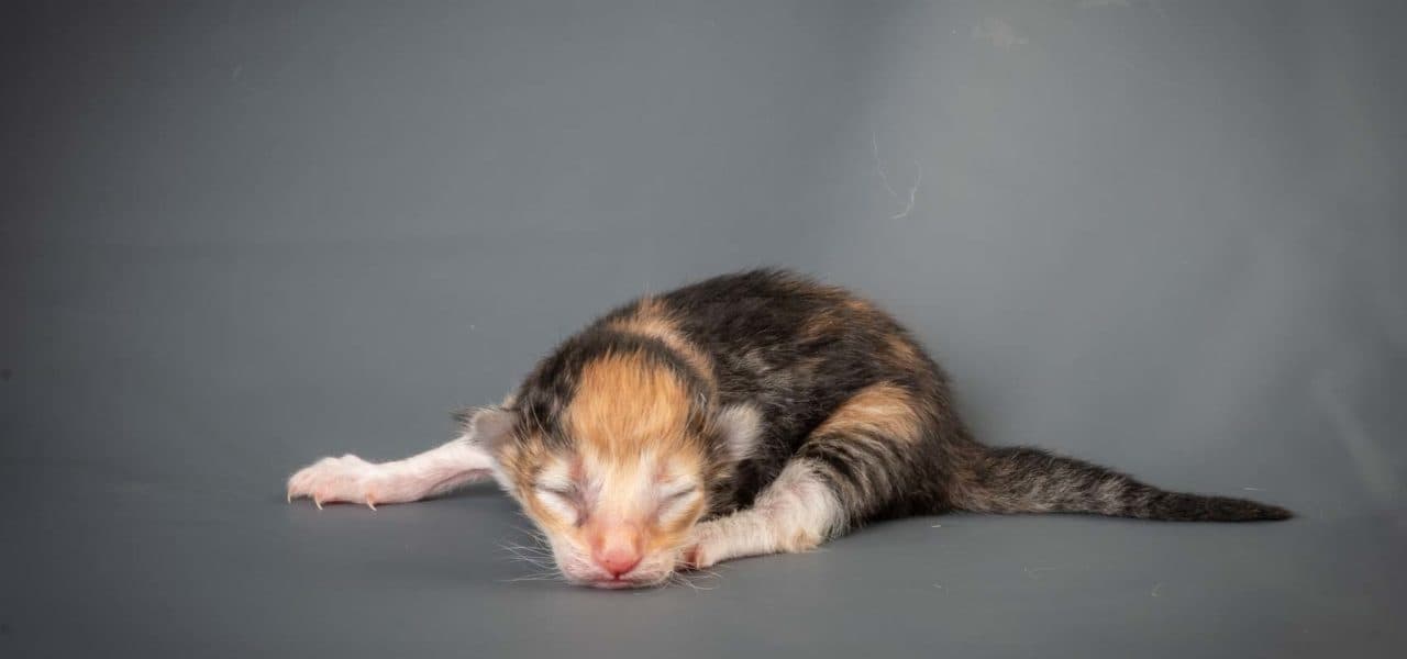 Sunset in the mountains