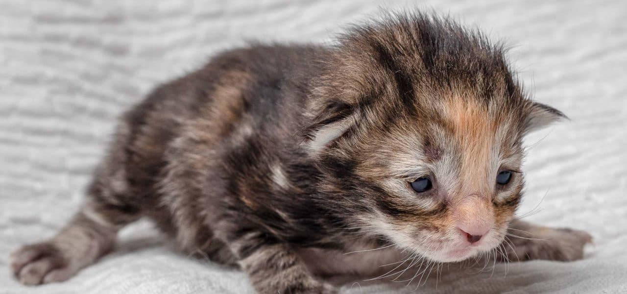 Sunset in the mountains