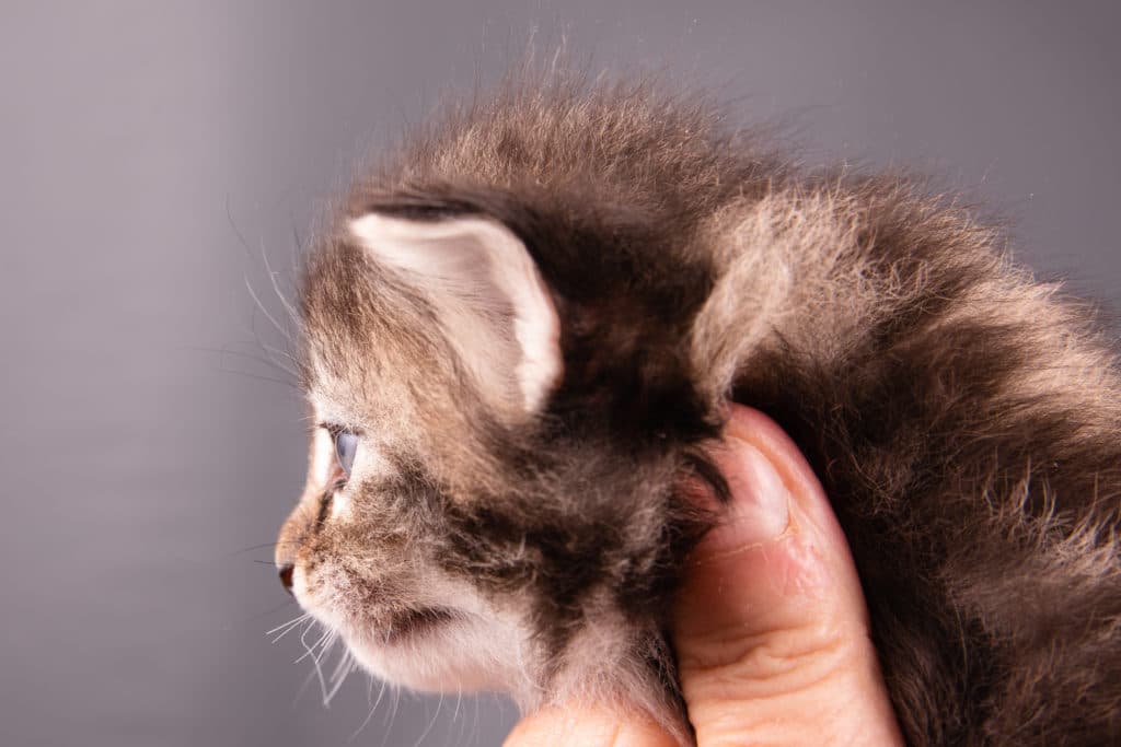 (N)Migoto's Ginni, NFO n/f 22