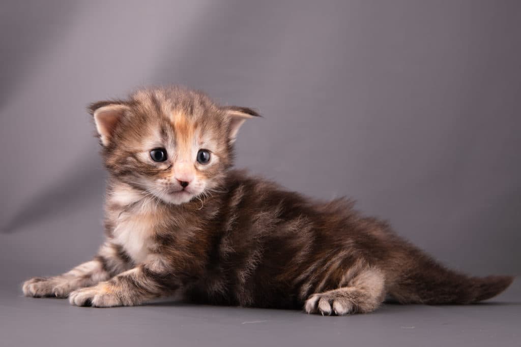 (N)Migoto's Glede, NFO f 22