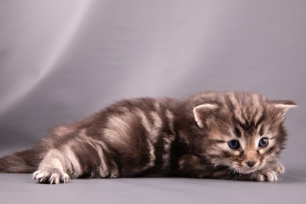 (N)Migoto's Gregers, NFO n 22