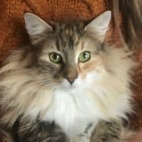 (N) Migoto’s Charlotte