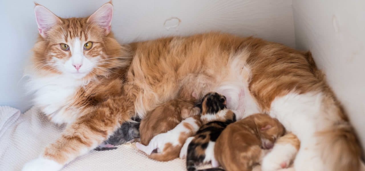 Sunset in the mountains