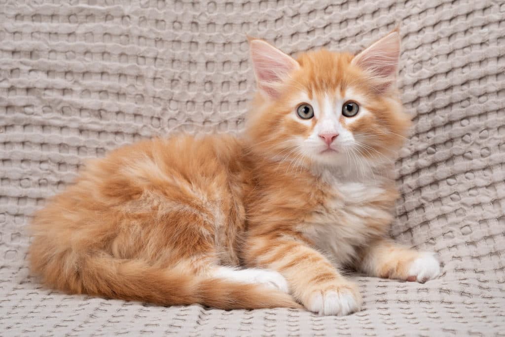 (N)Migoto's Gunnar, NFO d 09 22