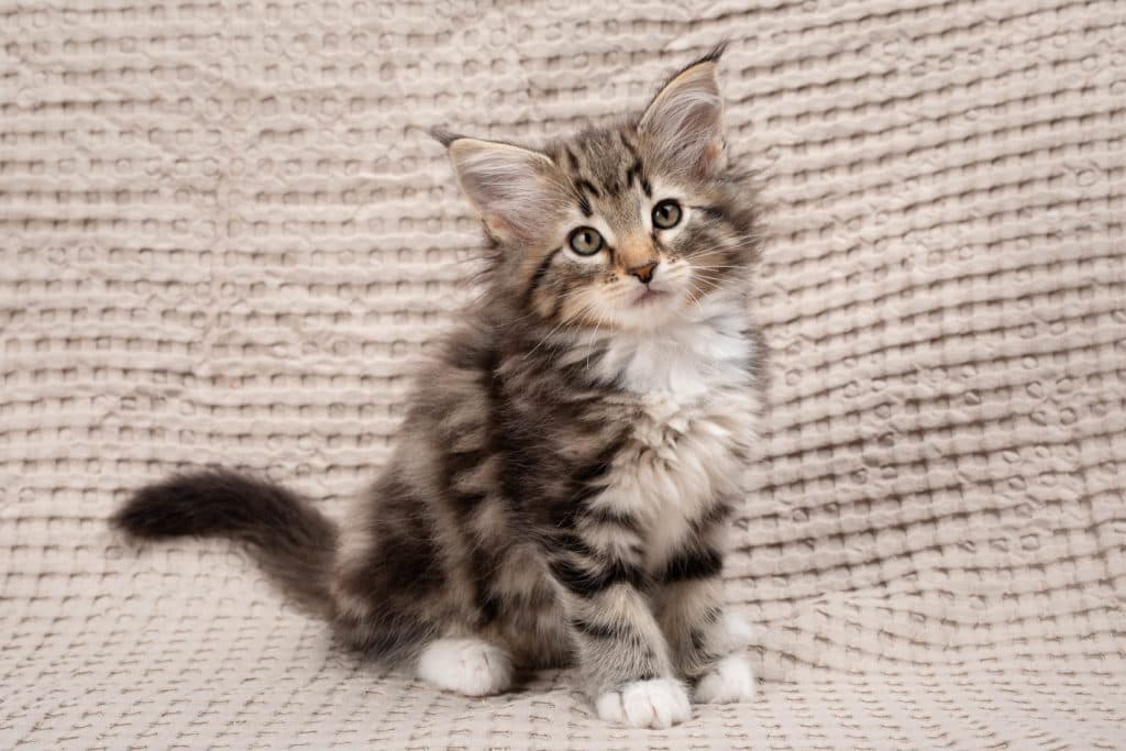 (N)Migoto's Ganni, NFO n 09 22