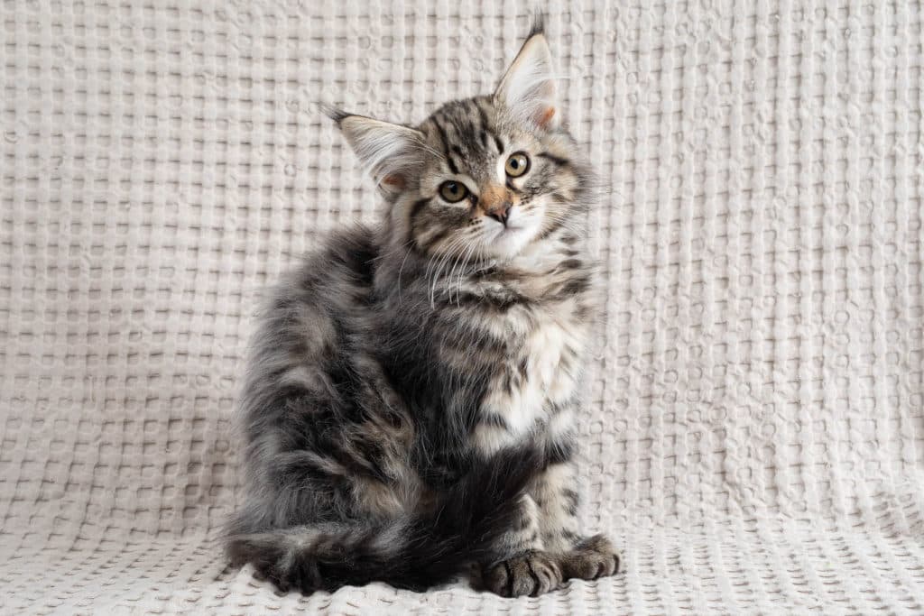 (N)Migoto's Grym, NFO n 22 (Grym was born with frosted coat)