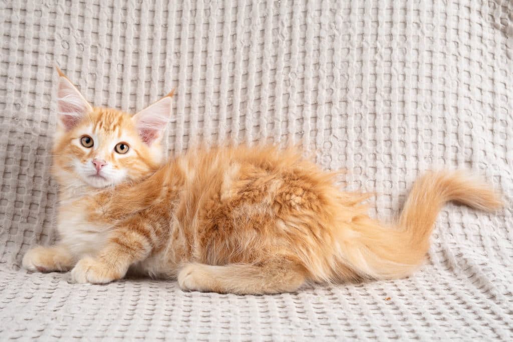 (N)Migoto's Gnist, NFO d 22