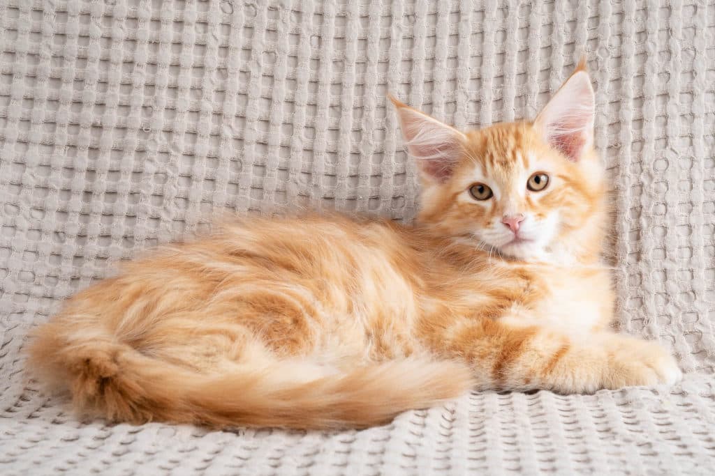 (N)Migoto's Gnist, NFO d 22