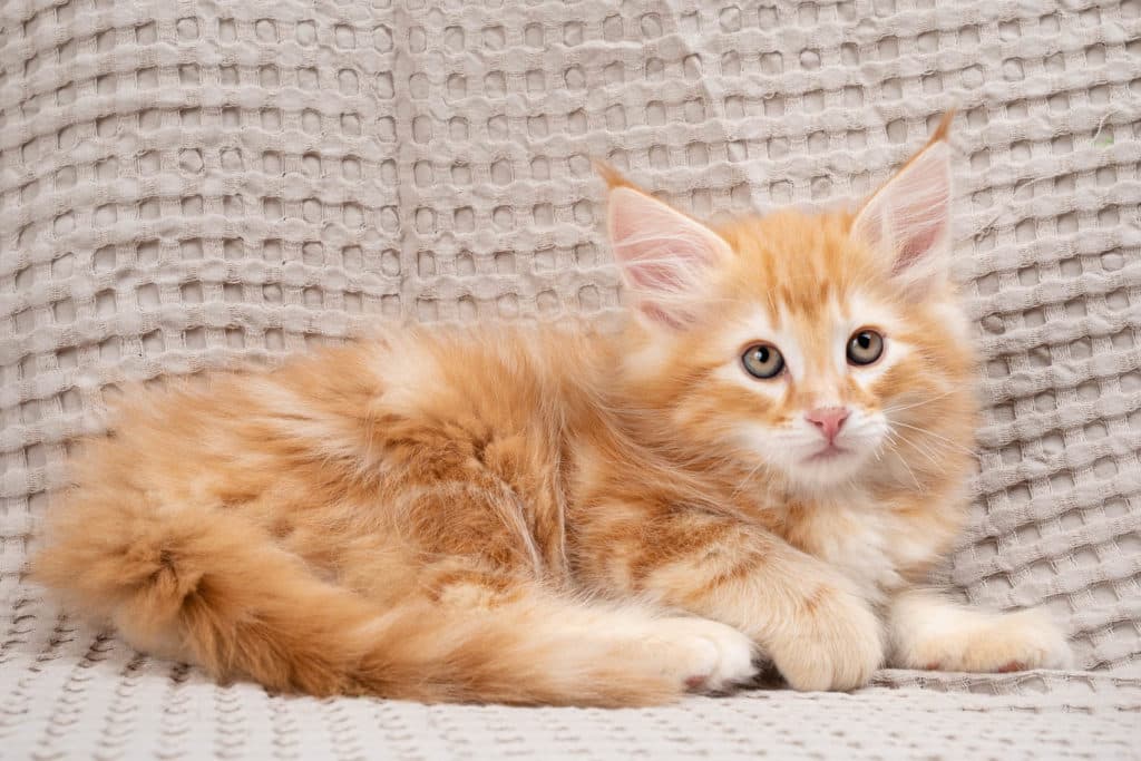 (N)Migoto's Gnist, NFO d 22