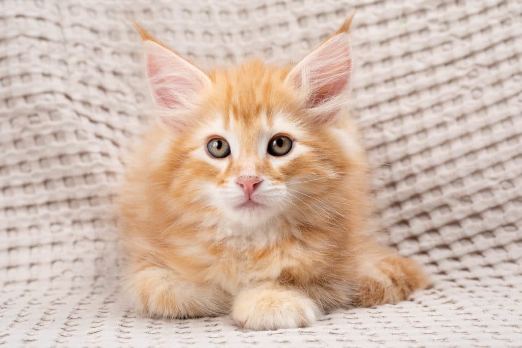 (N)Migoto's Gnist, NFO d 22