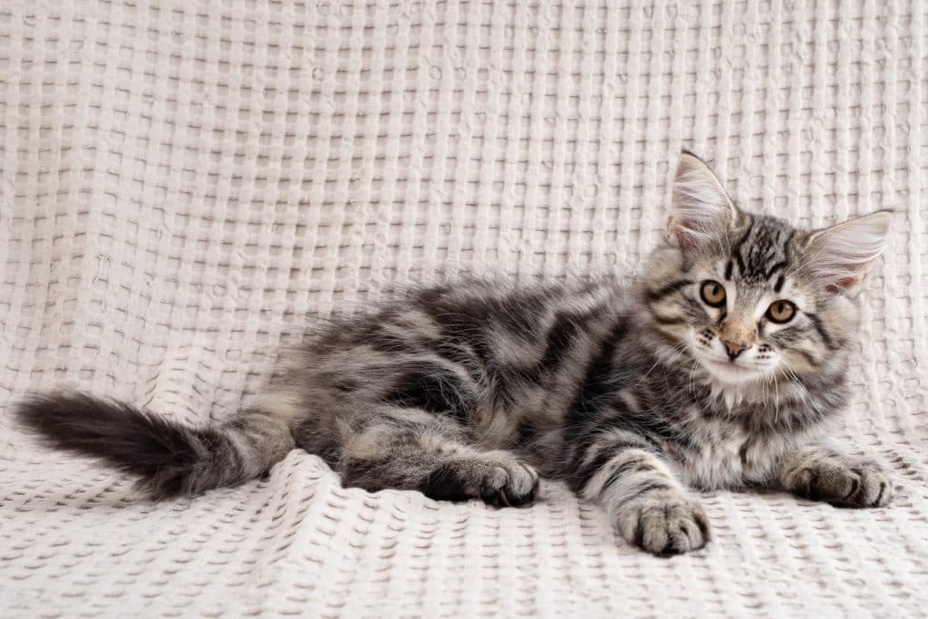 (N)Migoto's Gregers, NFO n 22