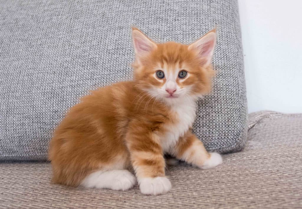 (N)Migoto's Hårek, NFO d 09 22