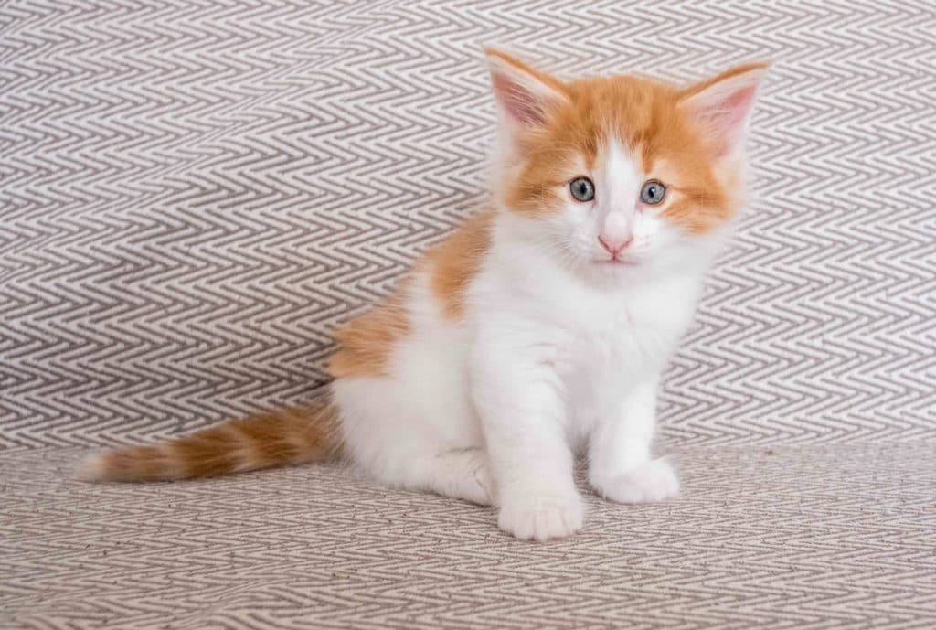 (N)Migoto's Hjalmar, NFO d 03/02 22