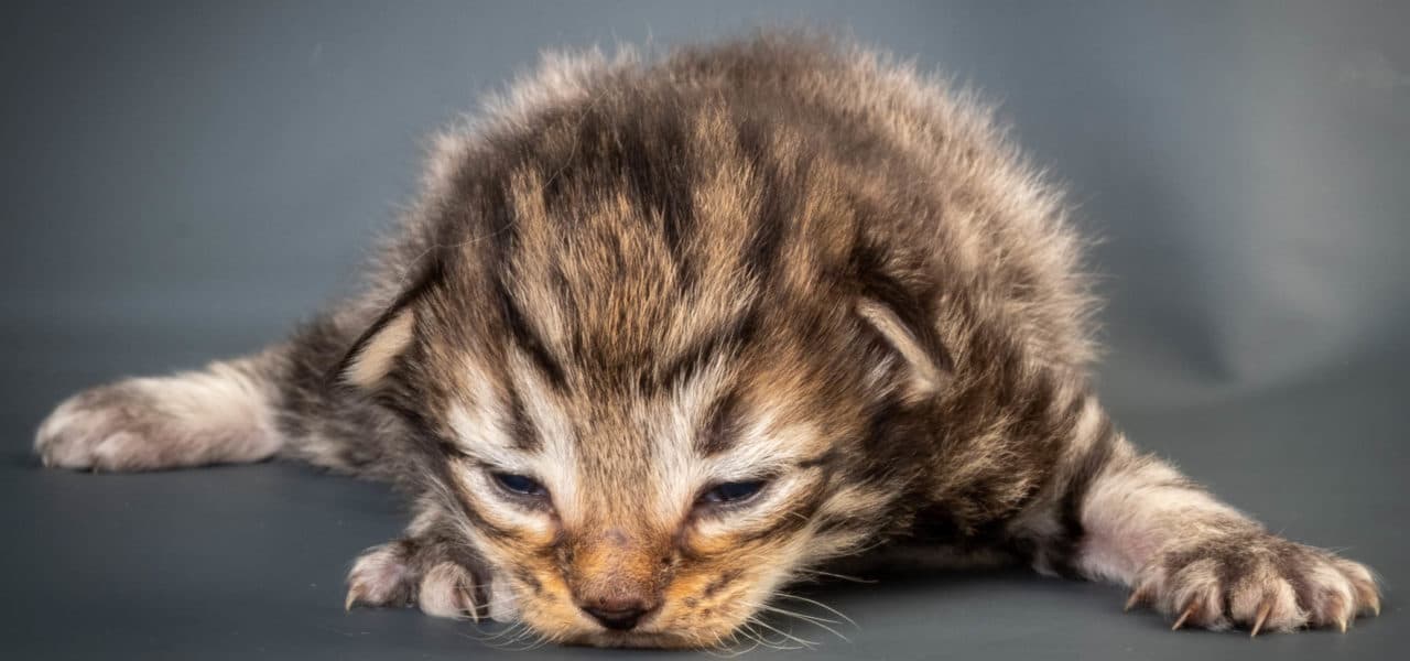 Sunset in the mountains