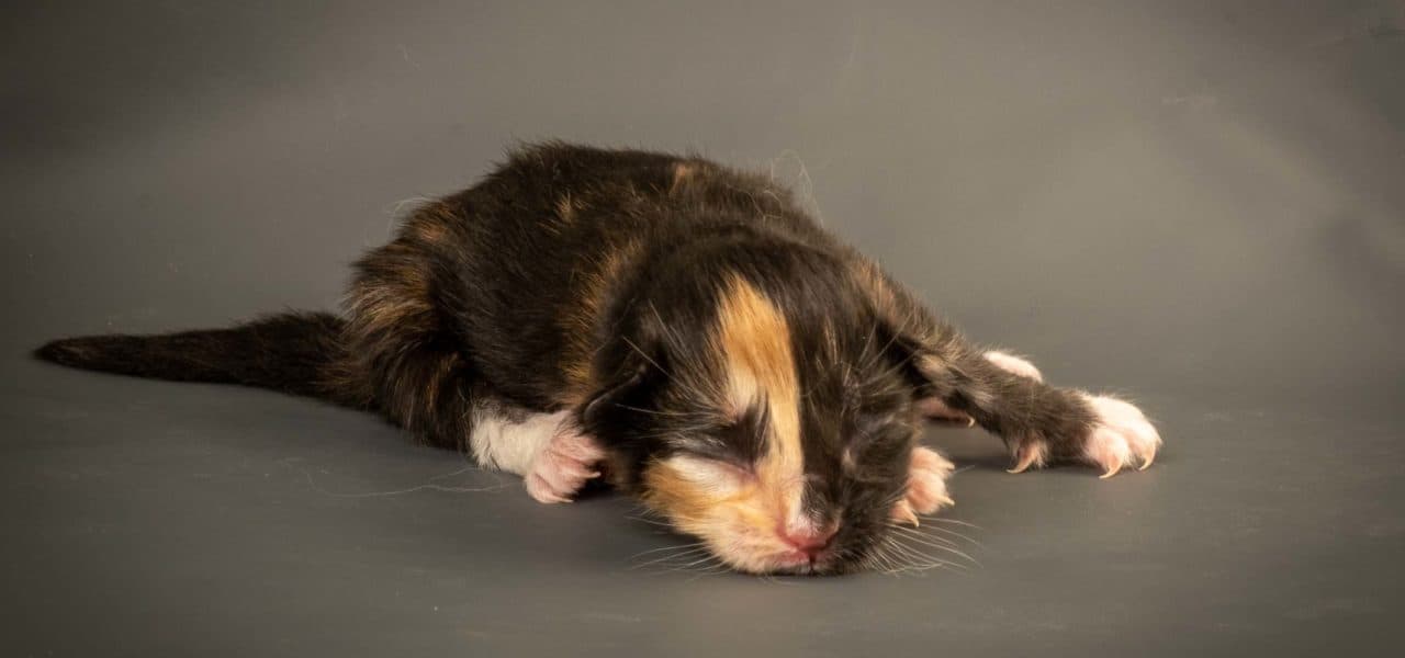 Sunset in the mountains