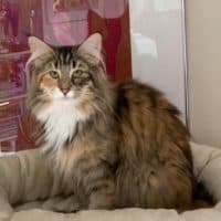 CH (N)Fiskerjenta’s Perle