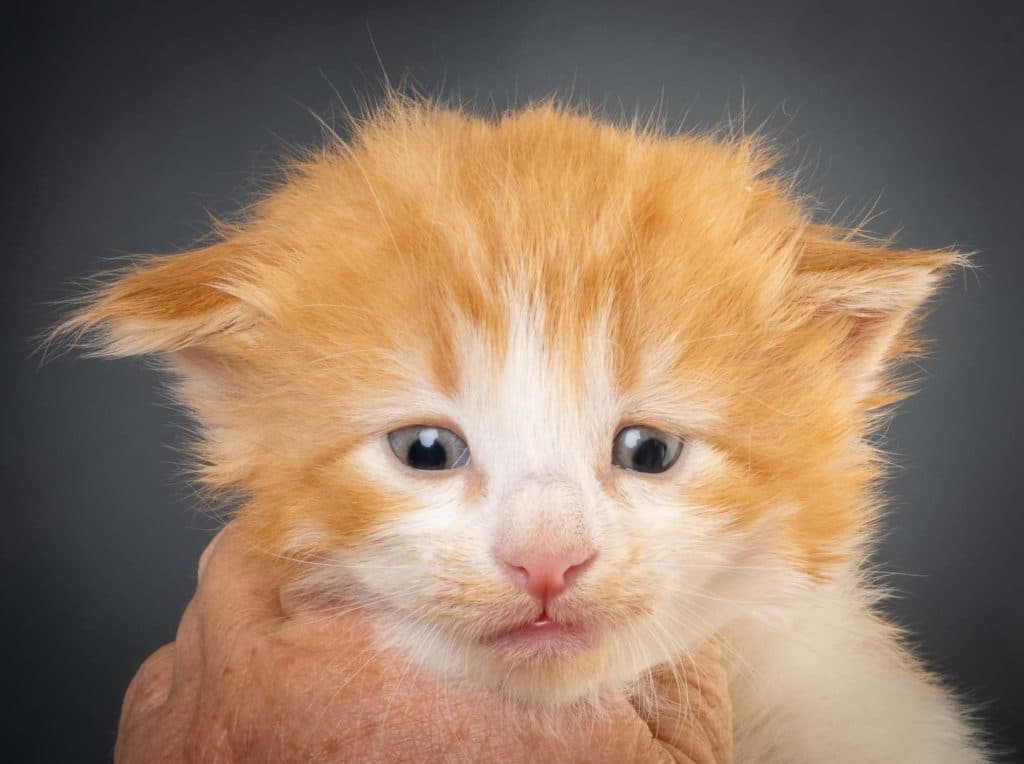 (N)Migoto's L3 Litter