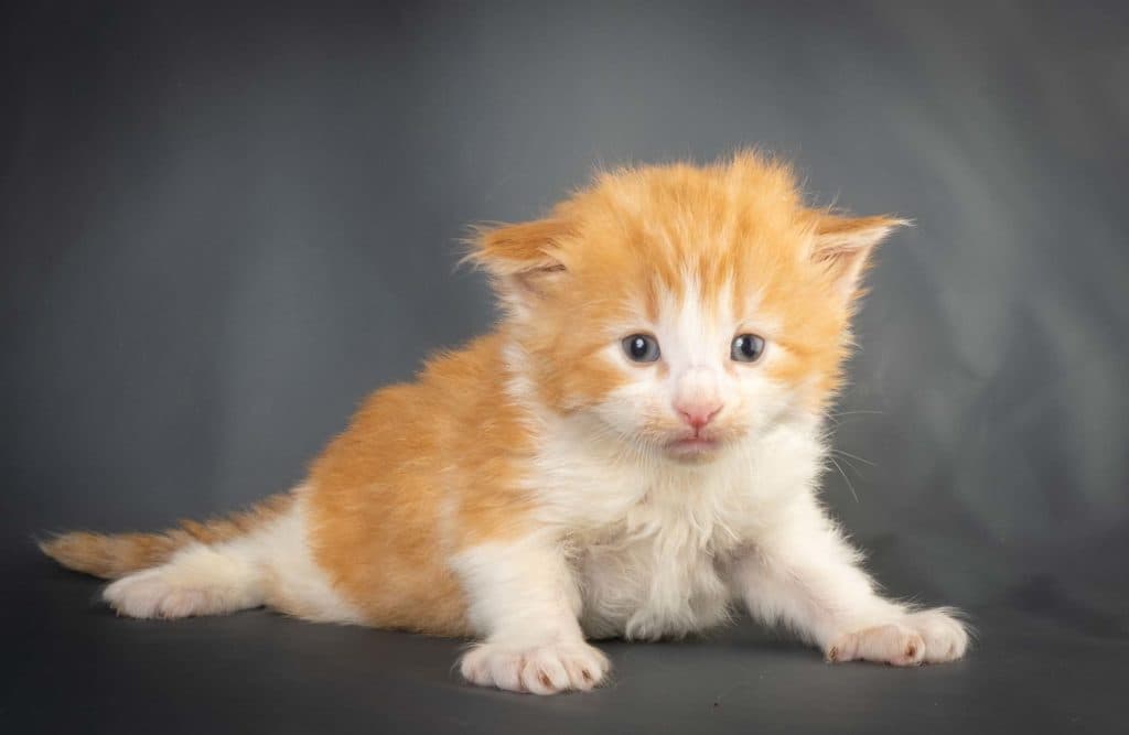 (N)Migoto's L3 Litter