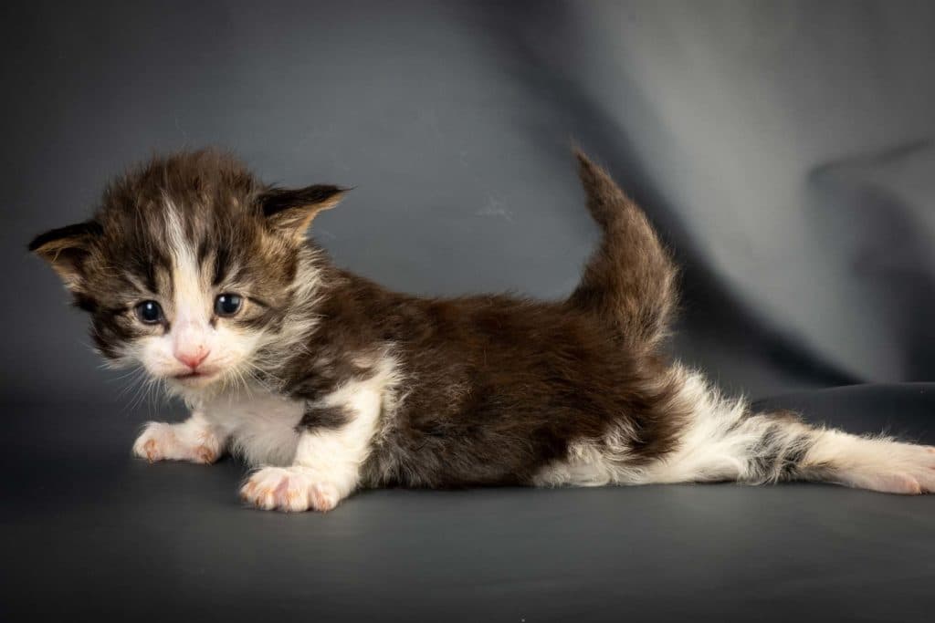 (N)Migoto's Litago, NFO n 03 22