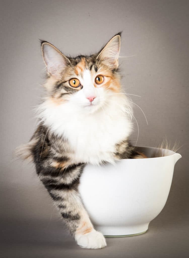 (N)Ravnklo’s Baby Blue picture