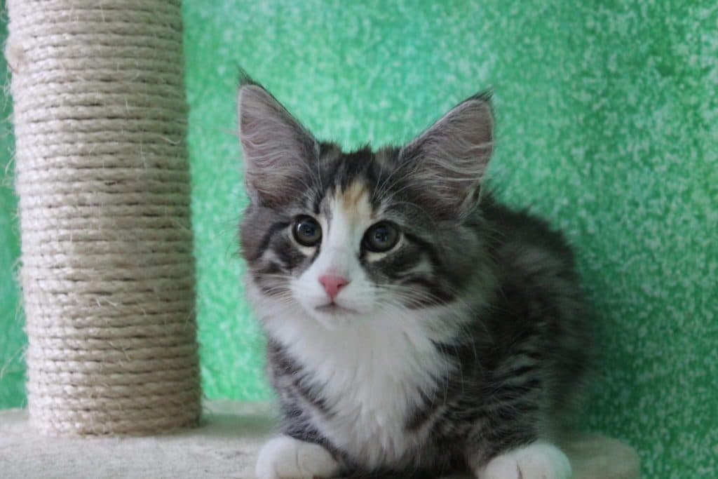 (N)Ravnklo’s Baby Blue picture