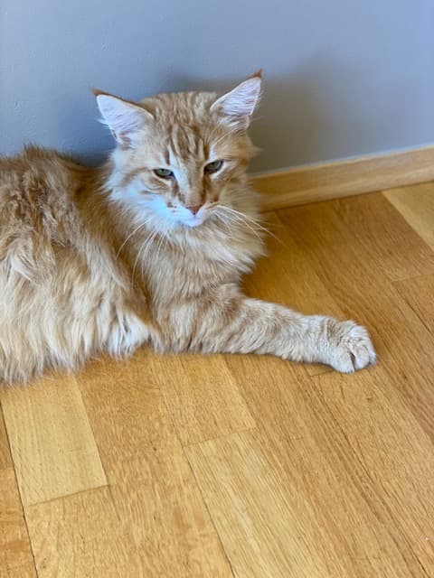 S* Dalkullans Dobber Man picture