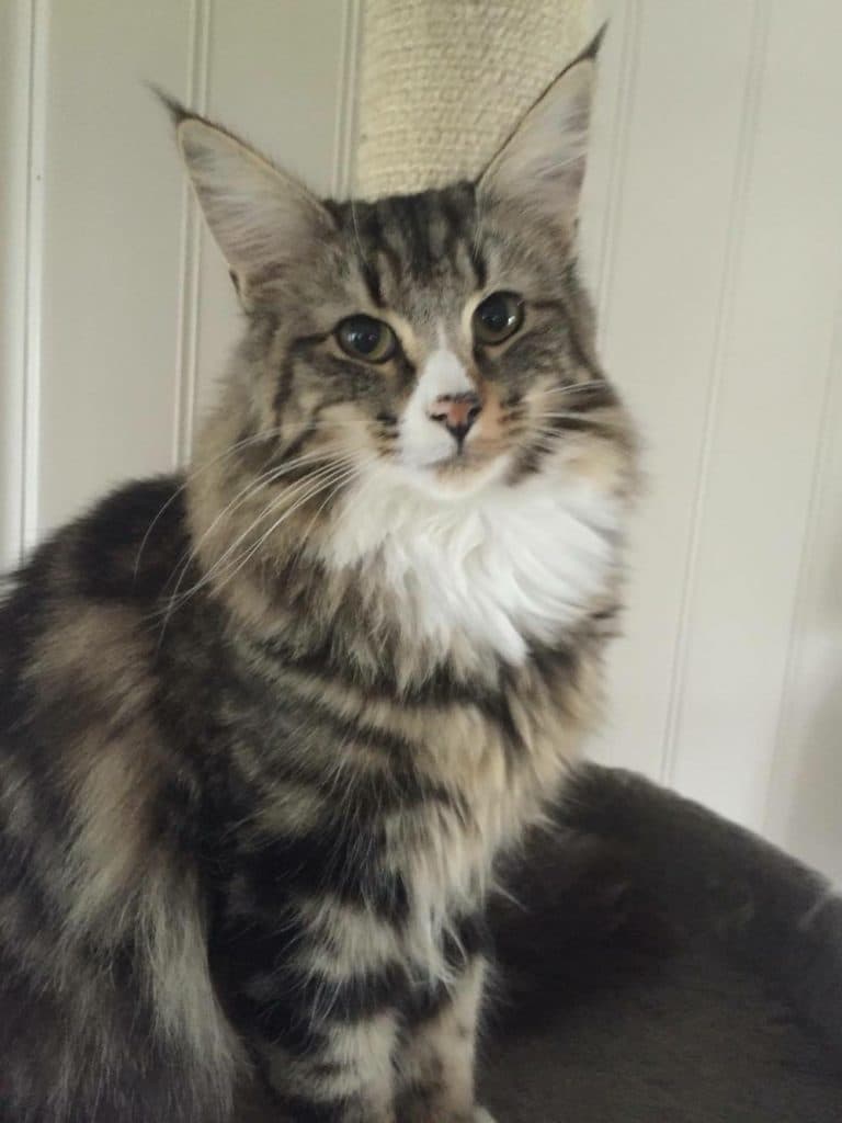 GIC (N)Migoto’s Georgine picture