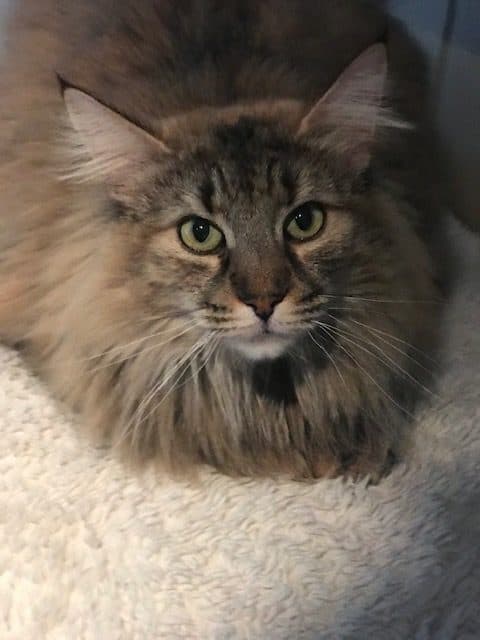 NW SW’10 SC (N)Migoto’s Johanne, JW, DSM, DVM picture