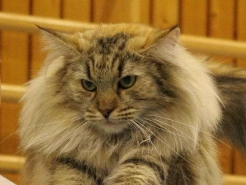 NW SW’10 SC (N)Migoto’s Johanne, JW, DSM, DVM picture