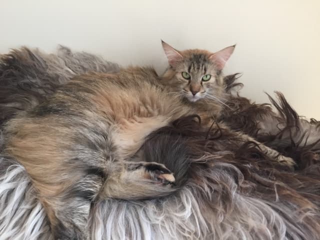 NW SW’10 SC (N)Migoto’s Johanne, JW, DSM, DVM picture