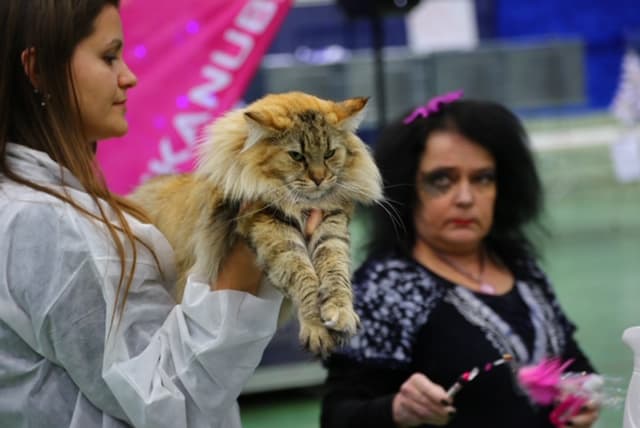 NW SW’10 SC (N)Migoto’s Johanne, JW, DSM, DVM picture