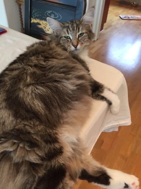 SC(N)Migoto’s Martine, DVM picture