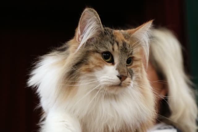 SC (N) Migoto’s Sarah, DVM picture