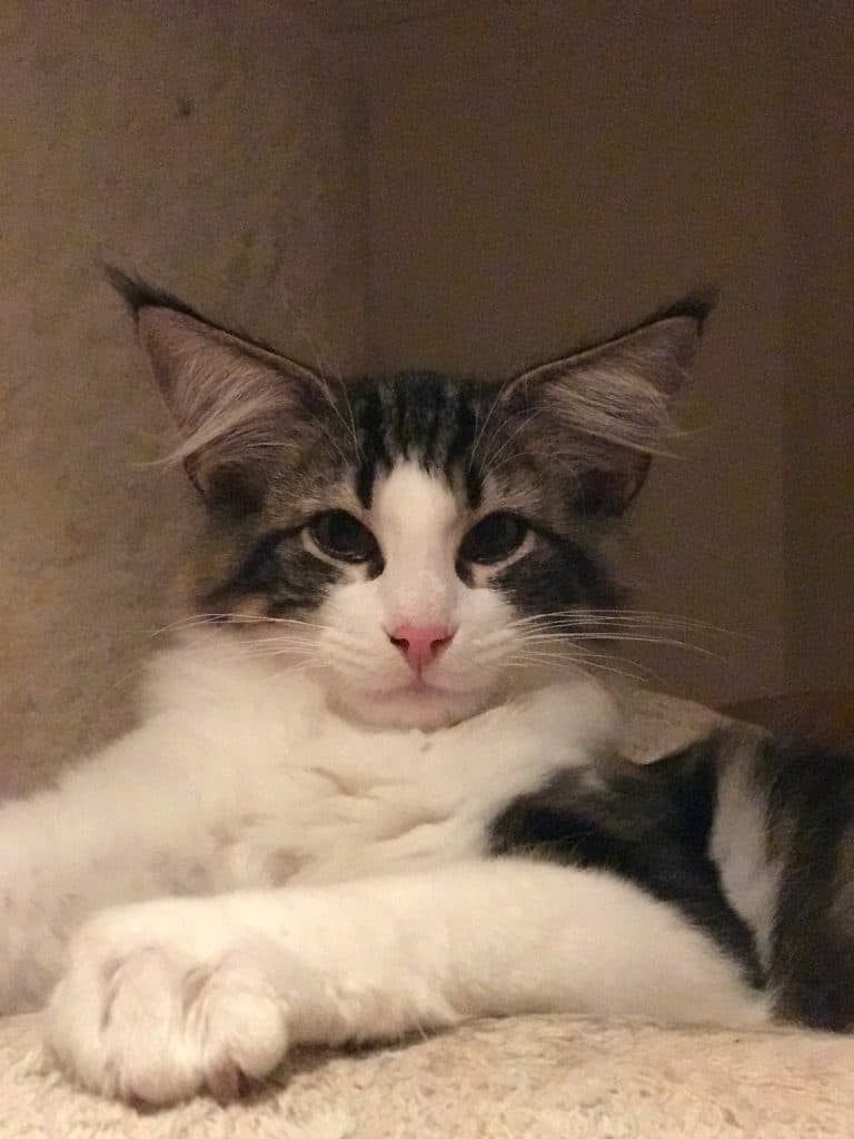 CH (N)Fiskerjenta’s Troll, JW picture