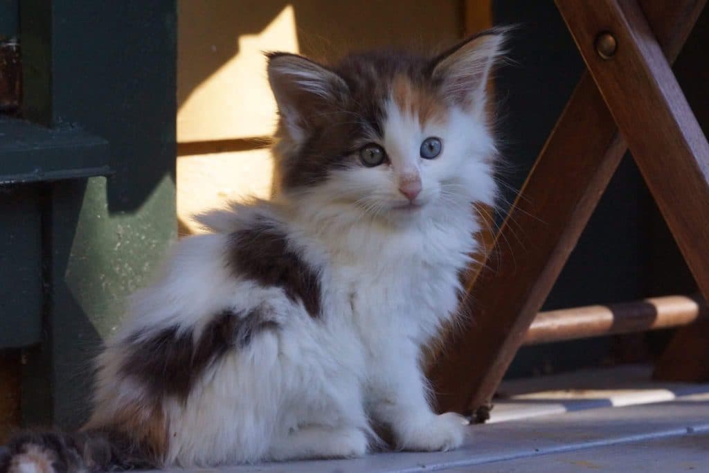 CH Heidi av Oseberg (N) picture