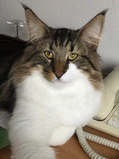 GIC (N)Migoto’s Nils Pils, JW DVM (Nilsern) picture