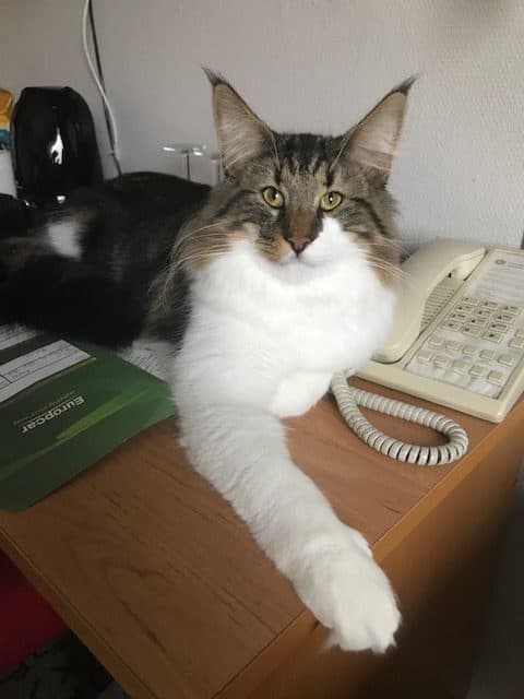 GIC (N)Migoto’s Nils Pils, JW DVM (Nilsern) picture