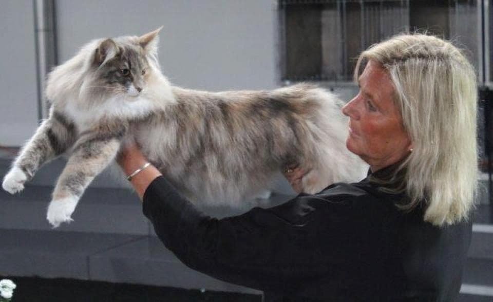 NW SW’12 SC(N) Migoto’s Othelia, JW, DSM, DVM picture