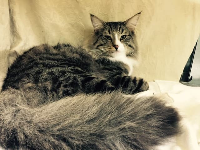 SC (N)Migoto’s Simba, JW, DSM, DVM picture