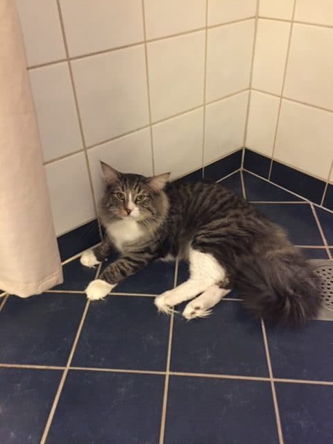 SC (N)Migoto’s Simba, JW, DSM, DVM picture