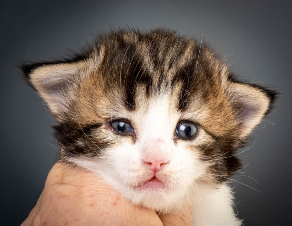 (N)Migoto's Nanna, NFO n 03 22