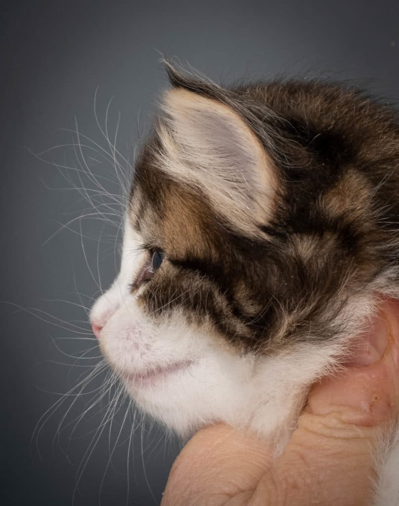 (N)Migoto's Nanna, NFO n 03 22