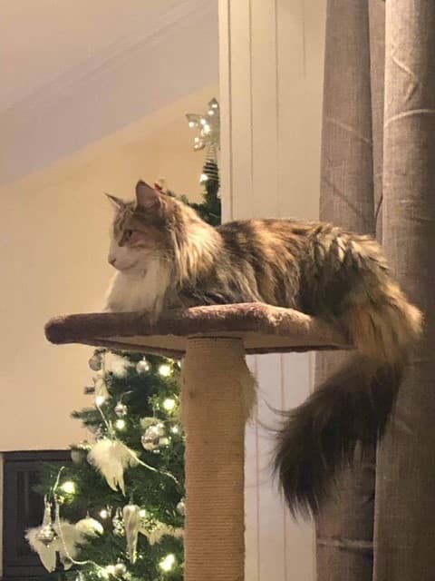 (N)Ravnklo’s Baby Blue picture