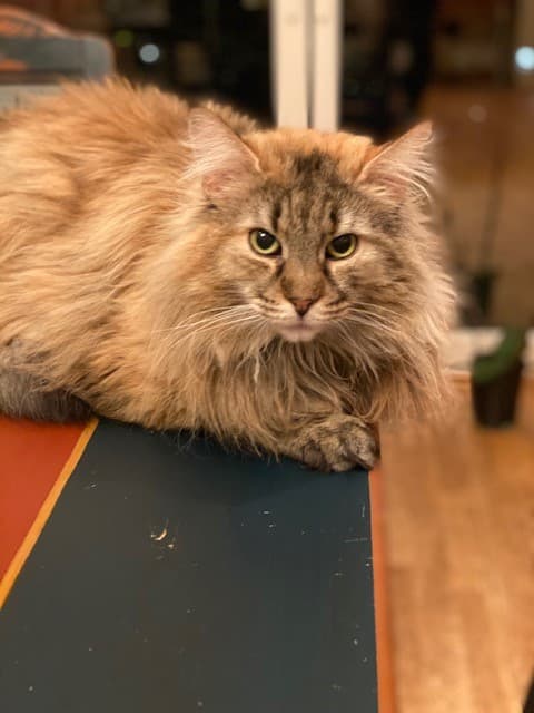 NW SW’10 SC (N)Migoto’s Johanne, JW, DSM, DVM picture