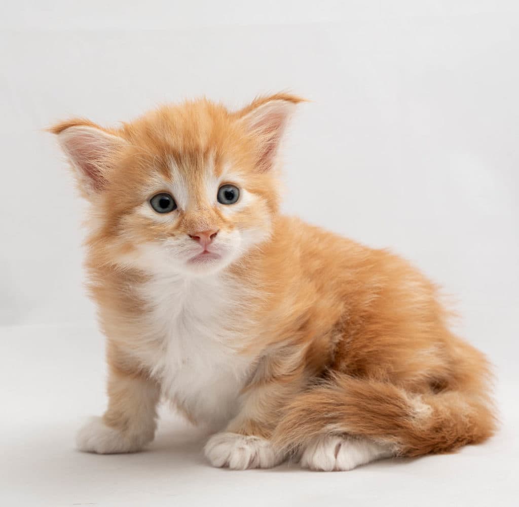 (N)Migoto's Prinsen, NFO d 09 22