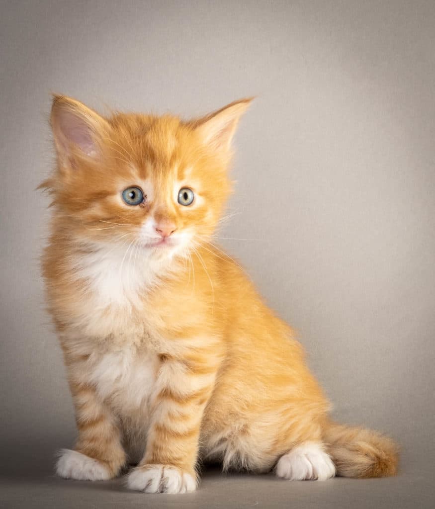 (N)Migoto's Otto, NFO d 09