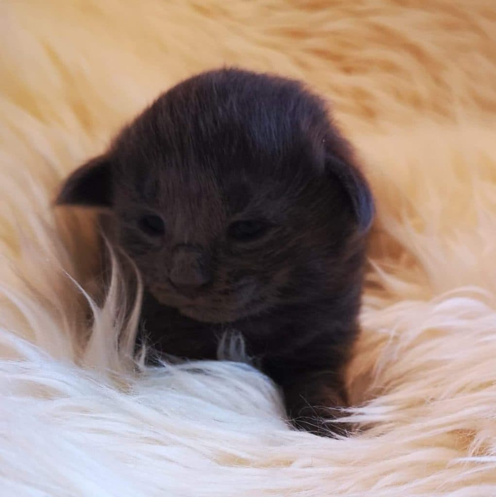 (N)Migoto's Sinus, NFO a