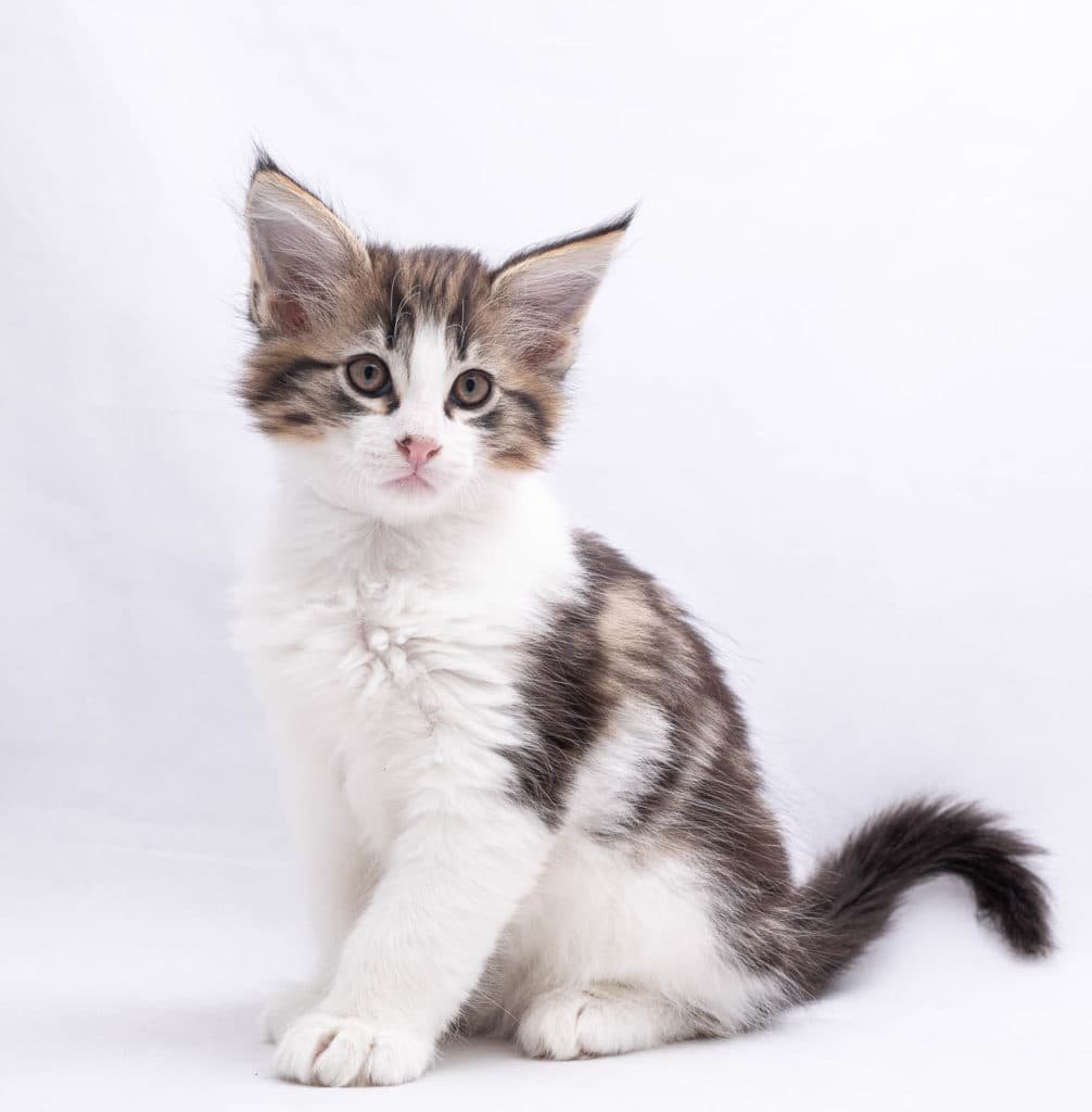 (N)Migoto's Pelle Pouf, NFO n 03 22