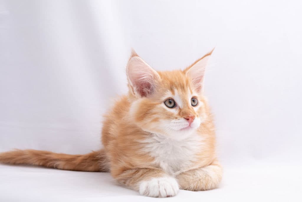 (N)Migoto's Prinsen, NFO d 09 22